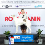 BEST_OF_BREED_763_LR_DOGSHOW_EINDHOVEN_2020_KYNOWEB_KY3_1887_20200208_12_33_17